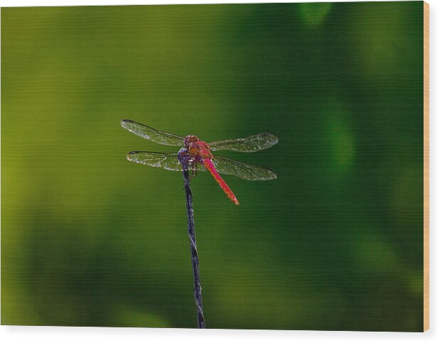 Dragon Fly Wood Print featuring the photograph Dragon Fly at rest by David Alexander