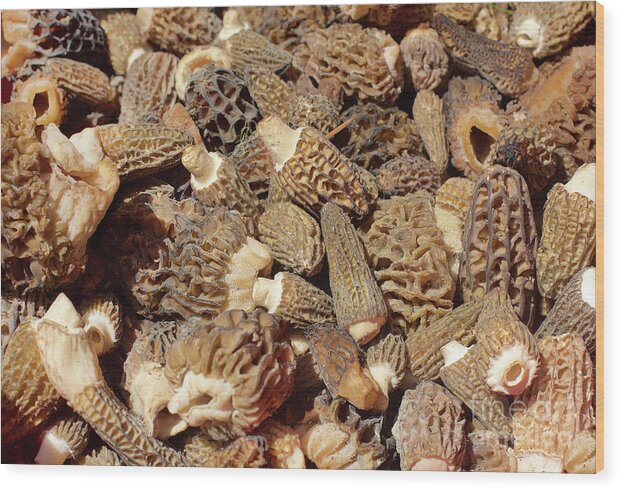Mushroom Wood Print featuring the photograph Loose Morels by Bruce Block