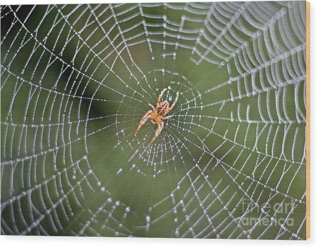 Spider Wood Print featuring the photograph Spider in a Dew Covered Web by Bruce Block