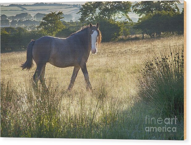 Clydesdale Horse Draught Horse Heavy Horse Scotland Hillside Golden Mist Sunshine Morning  Wood Print featuring the photograph The Morning Walk by Kype Hills