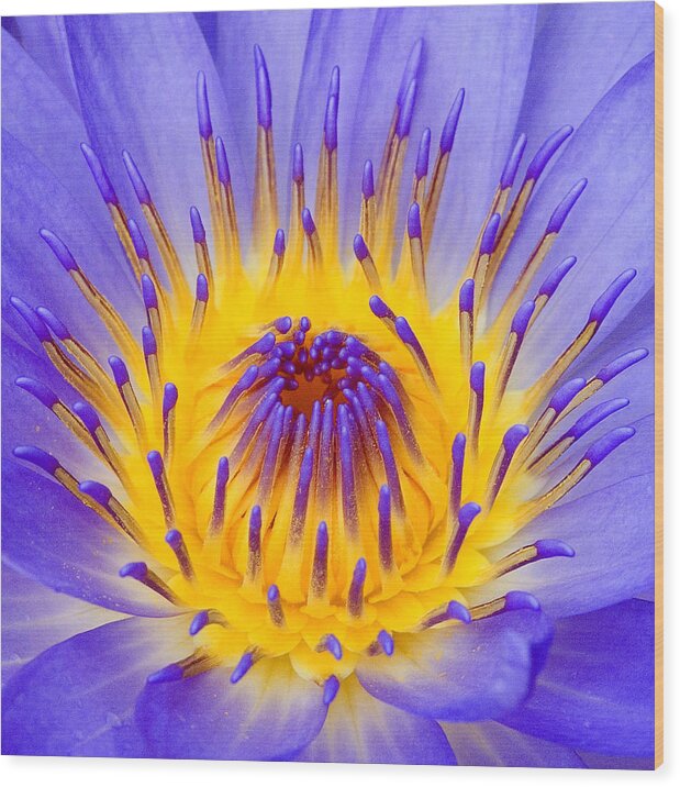 Lotus Flower Wood Print featuring the photograph Fire and Water Lily by Rick Drent