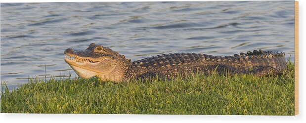 Alligator Wood Print featuring the photograph Alligator Smile by Ed Gleichman