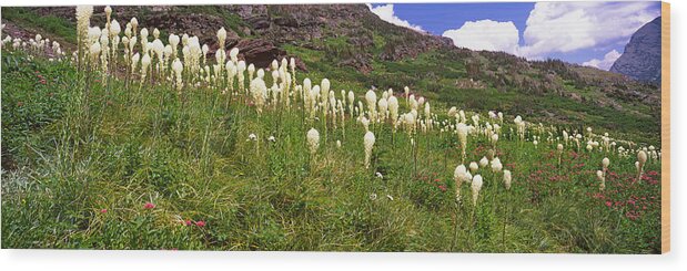 Photography Wood Print featuring the photograph Beargrass Xerophyllum Tenax by Panoramic Images