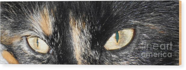 Cat Wood Print featuring the photograph Beautiful Eyes by Oksana Semenchenko
