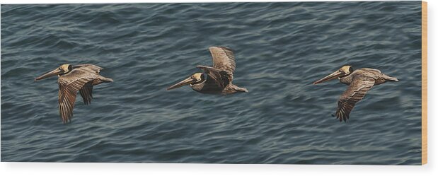 Photography Wood Print featuring the photograph Brown Pelican Flying Panorama by Lee Kirchhevel