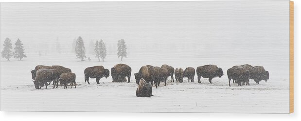 Yellowstone Wood Print featuring the photograph Buffalo Herd in Snow by Bill Cubitt