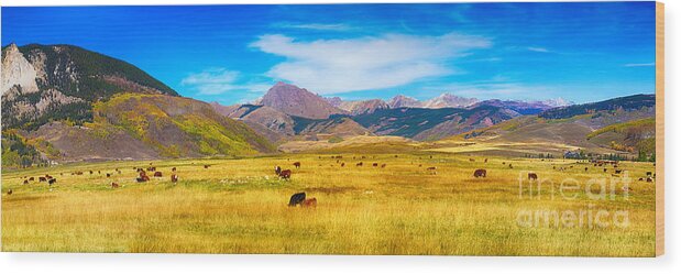 Autumn Wood Print featuring the photograph Cattle Grazing Autumn Panorama by James BO Insogna