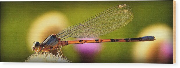 Dragon Flies Wood Print featuring the photograph Delicate Persuasions.. by Al Swasey