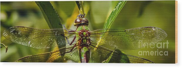 Green On Green Wood Print featuring the glass art Green On Green by Mitch Shindelbower