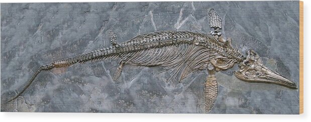 Fossil Wood Print featuring the photograph Ichthyosaur Fossil by Sinclair Stammers/science Photo Library