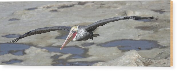 Pelican Wood Print featuring the photograph Pelican in Flight by Dusty Wynne