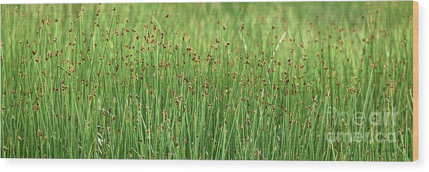Reeds Wood Print featuring the photograph Reeds by Beve Brown-Clark Photography
