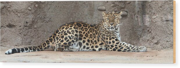 Amur Leapard Wood Print featuring the photograph The Leopard by David Andersen