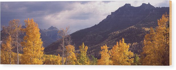 Photography Wood Print featuring the photograph Trees In A Forest, U.s. Route 550 by Panoramic Images