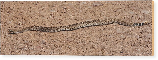 Western Diamondback Rattle Snake Wood Print featuring the photograph Western Diamondback Rattle Snake by Tom Janca