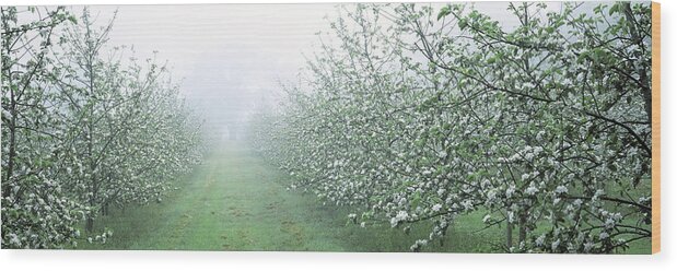 Malus Sp. Wood Print featuring the photograph Apple Orchard by Jeremy Walker