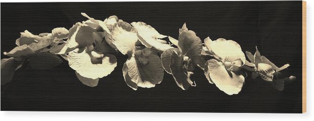Flowers Wood Print featuring the photograph Orchids by Sumit Mehndiratta