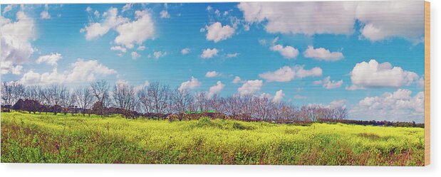 Yellow Wood Print featuring the photograph Yellow Blue And Trees by Meir Ezrachi