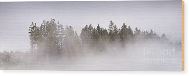 Trees Wood Print featuring the photograph Trees in Mist #1 by Rod McLean