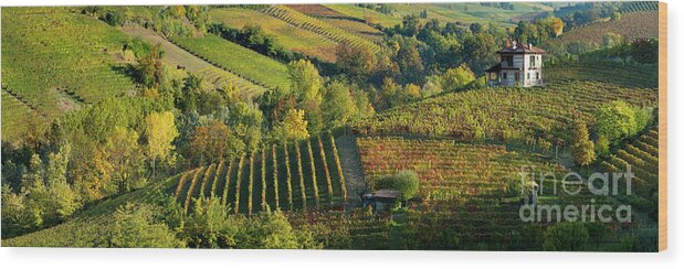 Barolo Wood Print featuring the photograph Barolo Vineyards by Brian Jannsen