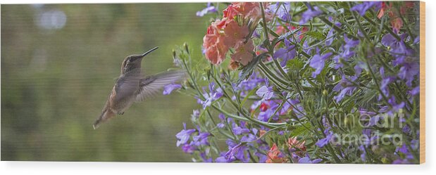 Hummingbird Wood Print featuring the photograph Hummer with Peach Geranium by Chuck Flewelling