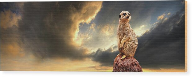 Meerkat Wood Print featuring the photograph Sentry Duty by Meirion Matthias