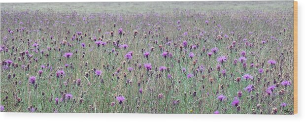 Thistles Wood Print featuring the photograph Thistles by Laura Hol Art