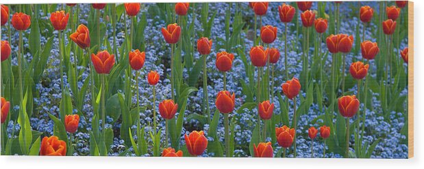 Photography Wood Print featuring the photograph Tulips In A Garden, Butchart Gardens by Panoramic Images