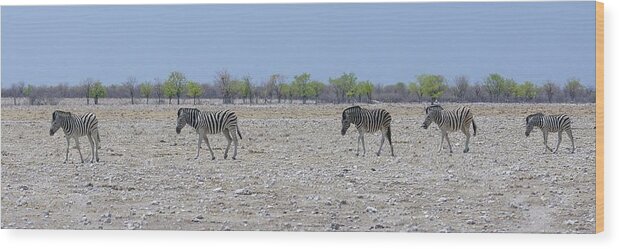 Zebra Wood Print featuring the photograph Wild Zebra Panoramic by Ernest Echols