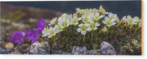 Alpine Wood Print featuring the photograph Alpine Flower Bed by White Mountain Images