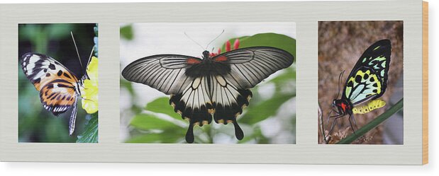 Triptych Of Butterflies Wood Print featuring the mixed media Butterfly Trio by Willow Way Studios, Inc.