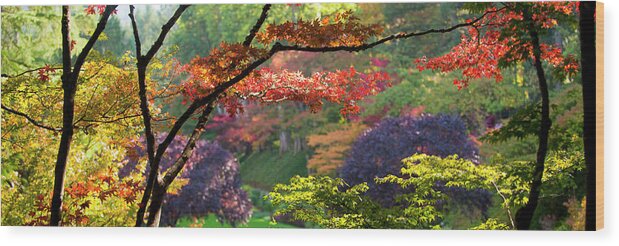 Photography Wood Print featuring the photograph Trees In A Garden, Butchart Gardens by Panoramic Images