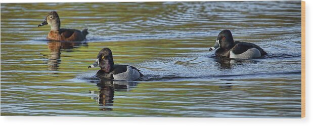 Waterfowl Wood Print featuring the photograph Cruising Ring-Necked Ducks by Dale Kauzlaric