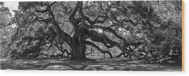 Angel Oak Wood Print featuring the photograph Southern Angel Oak Tree by Louis Dallara