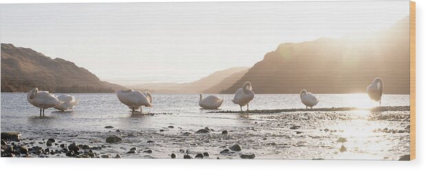 Panorama Wood Print featuring the photograph Swans on Ullswater Lake District by Sonny Ryse