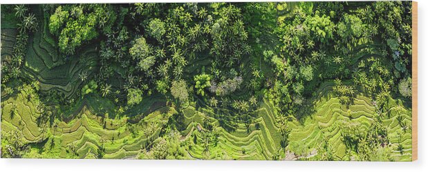 Panorama Wood Print featuring the photograph Tegallalang Rice Terrace aerial bali indonesia by Sonny Ryse