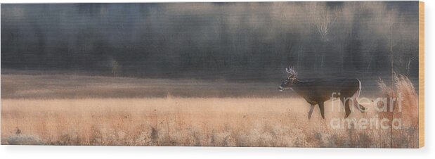 Buck Wood Print featuring the photograph Buck whitetail deer crossing field by Dan Friend