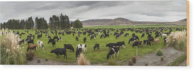 Feb0514 Wood Print featuring the photograph Dairy Cows Grazing Twizel New Zealand by Colin Monteath