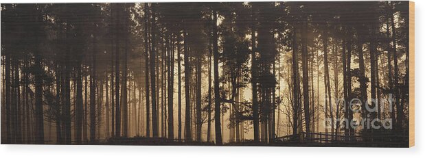 Sunrise Wood Print featuring the photograph Woodland Sunrise Panorama by Ann Garrett