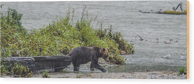 Grizzly Bear Wood Print featuring the photograph Grizzly Bear Late September 4 by Roxy Hurtubise