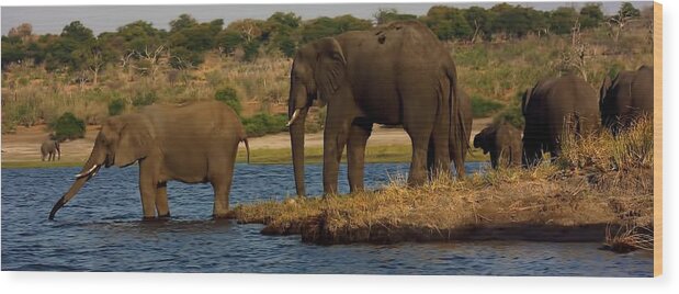 Elephants Wood Print featuring the photograph Kalahari Elephants Preparing to Cross Chobe River by Amanda Stadther