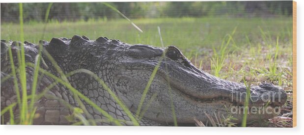 Alligator Wood Print featuring the photograph Surprise by Dodie Ulery