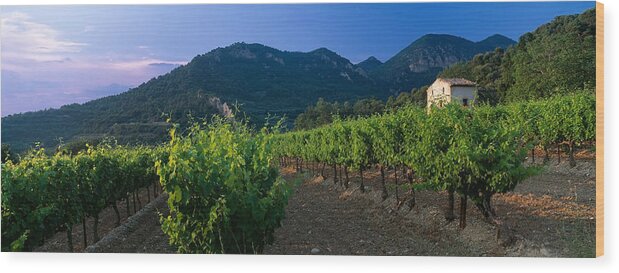 Photography Wood Print featuring the photograph Vineyard, Provence-alpes-cote Dazur by Panoramic Images