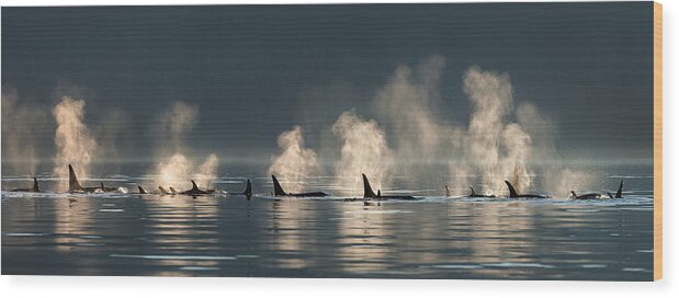 Southeast Alaska Wood Print featuring the photograph A Group Of Orca Killer Whales Come by John Hyde