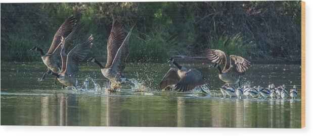Canada Wood Print featuring the photograph Canada Geese 4983-092017-2cr by Tam Ryan