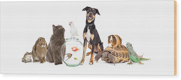 Animal Wood Print featuring the photograph Large Group of Pet Animals Together by Good Focused