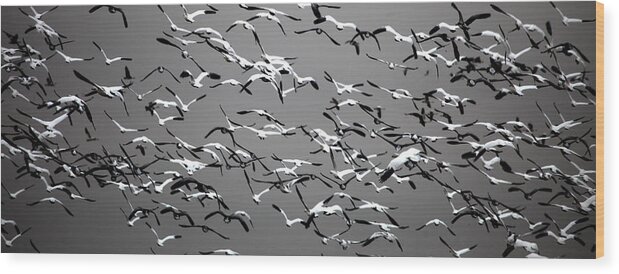  Wood Print featuring the photograph Take Wing 2 by Darcy Dietrich