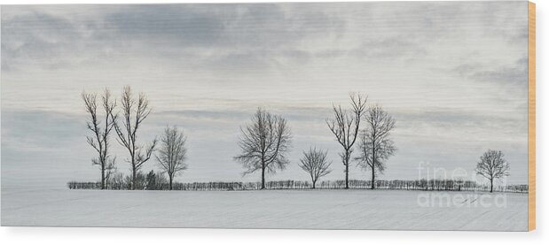 Snow Wood Print featuring the photograph Treeline In Snow, England by Amanda Elwell