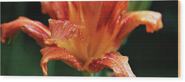 Flower Wood Print featuring the photograph Daylily Dewdrops by Toni Hopper