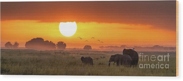 Amboseli Wood Print featuring the photograph Elephants at sunrise in Amboseli, Horizonal Banner by Jane Rix